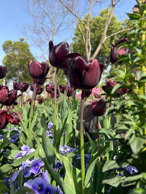 郁金香花