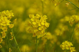 春天一片朵金黄油菜花