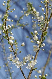 树枝花苞