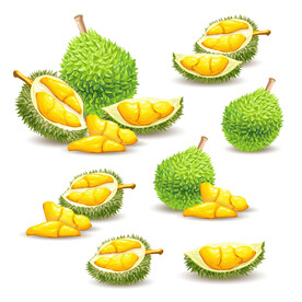 榴莲插画