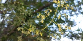 葎草雄花