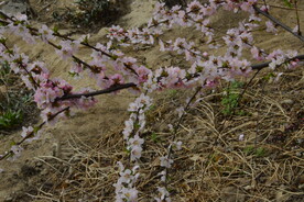 榆叶梅 
