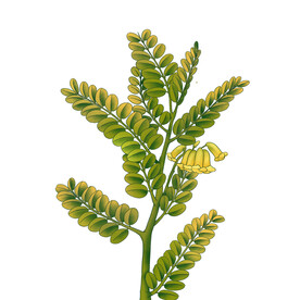 中草药甘草