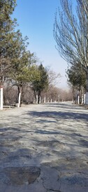 林荫小道
