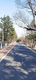林荫小道  春天  山路