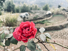 玫瑰花