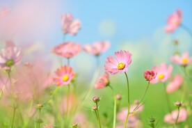 花朵壁纸