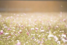 花朵壁纸