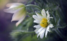 花朵壁纸