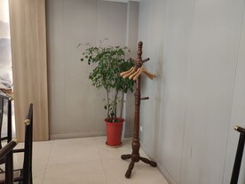 饭店装饰植物