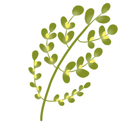 小黄果植物
