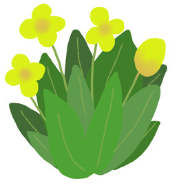 小黄花