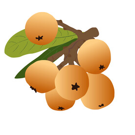 枇杷
