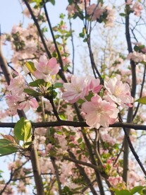  海棠花