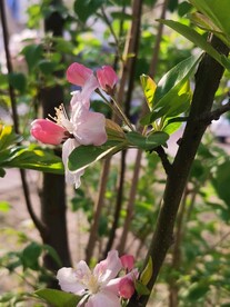  海棠花