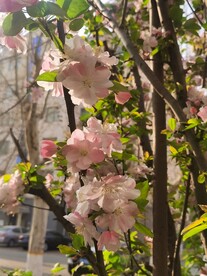  海棠花