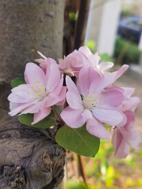  海棠花