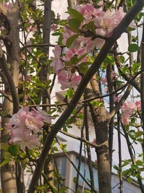 海棠花