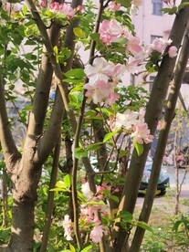  海棠花