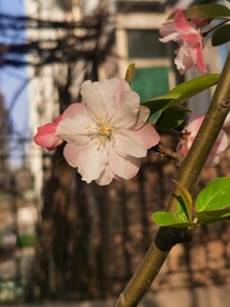  海棠花