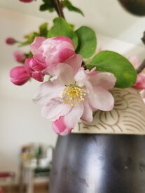  海棠花