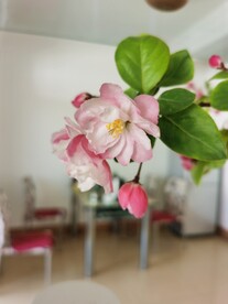 海棠花