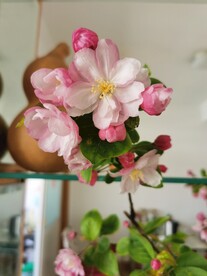 海棠花