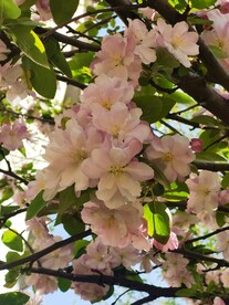 海棠花