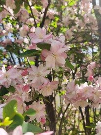 海棠花
