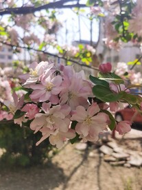 海棠花