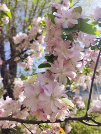 海棠花
