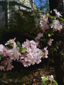 海棠花