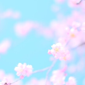 春天花朵风景