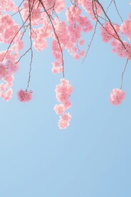 春天花朵风景