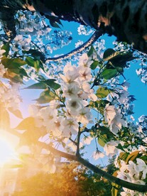 春天花朵风景