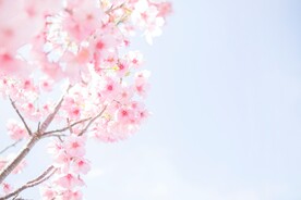 春天花朵风景