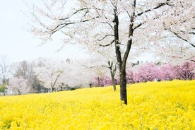 春天花朵风景