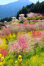 春天花朵风景