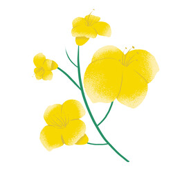 油菜花