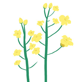 油菜花