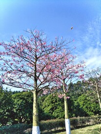 异木棉