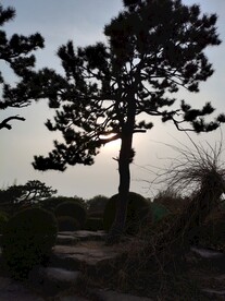 逆光迎客松 