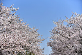 樱花