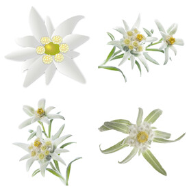 雪绒花