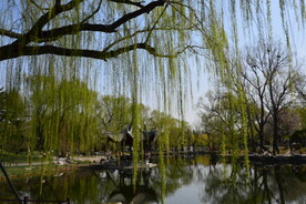 公园风景   