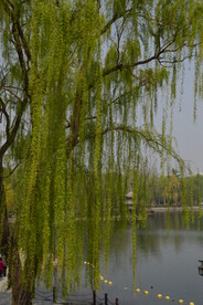 公园风景 
