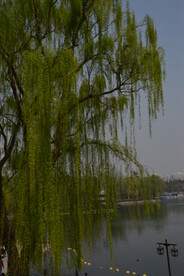 公园风景