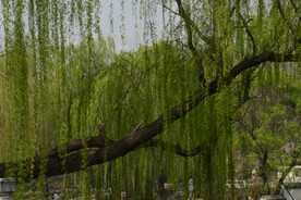 公园风景 