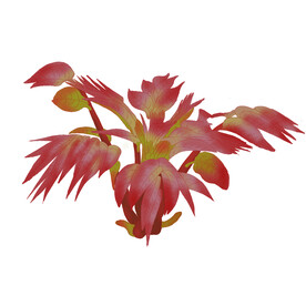 香椿