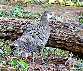 美丽孔雀